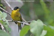 191.130.01.Pycnonotus-melanicterus-melanicterus0001.Sinharaja-Forest-Reserve.Sri-Lanka.26.11.2018
