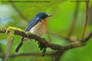 217.076.Cyornis-tickelliae005.Sinharaja-Forest-Reserve.Sri-Lanka.26.11.2018
