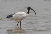 071.002.Threskiornis-aethiopicus001.Lake-Ziway.Ethiopia.9.12.2019