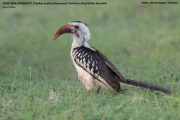 081.004.Tockus-erythrorhynchus0043.Yabelo.Ethiopia.4.12.2019