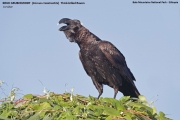 165.059.Corvus-crassirostris001.Bale-Mt.N.P.Ethiopia.30.11.2019