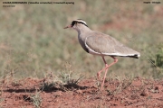 041.052.Vanellus-coronatus001.Negele.Ethiopia.2.12.2019