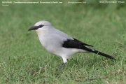 165.031.Zavattariornis-stresemanni001.PJ_.Yabelo.Ethiopia.4.12.2019