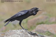 165.051.Corvus-capensis001.Bale-Mt.Ethiopia.30.11.2019