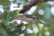 206.036.Campylorhynchus_turdinus001.Pantanal.Brazylia.14.11.2013