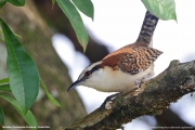 Campylorhynchus_rufinucha_capistratus005.Tarcoles.Costa_Rica.28.11.2015