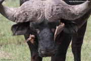 Buphagus_africanus012.Masai_Mara.Kenia.12.12.2014