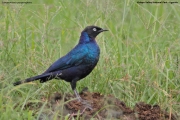 Lamprotornis_purpuroptera005.Kidepo_Valley_N.P.Uganda.14.11.2012