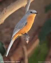 Empidornis_semipartitus003.Kidepo_Valley_N.P.Uganda.15.11.2012