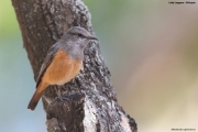 Monticola-rufocinerus006.L.Langano.Ethiopia.8.12.2019