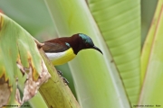 Leptocoma_zeylonica004.Male.Tissamaharama.Sri_Lanka.30.11.2018