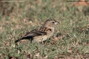 Euplectes_capensis002.Non_br.Male.Masai_Mara_N.R.Kenia.13.12.2014