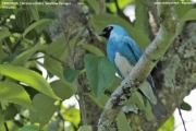 242.117.Tersina_viridis001.Male.Iguazu_N.P.Argentyna.6.11.2013