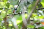 Indian Paradise Flycatcher / Asian Paradise Flycatcher (Sri Lanka)