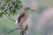 Indian Pond Heron (Sri Lanka)