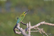 Blue-tailed Bee-eater (Sri Lanka)