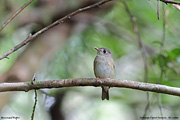 Brown-breasted Flycatcher (Sri Lanka)