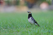 Black-collared Starling (Thailand)
