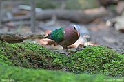 Grey-capped Emerald Dove (Thailand)