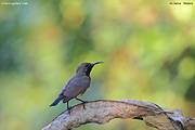 Yellow-bellied Sunbird / Olive-backed Sunbird (Thailand)