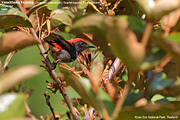 Scarlet-backed Flowerpecker (Thailand)